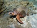 Caretta caretta